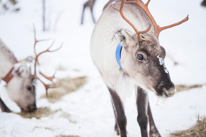 Snowmobile Safari to Lake Inari, meet & feed Reindeers, Lunch - Getting comfortable on the snowmobile