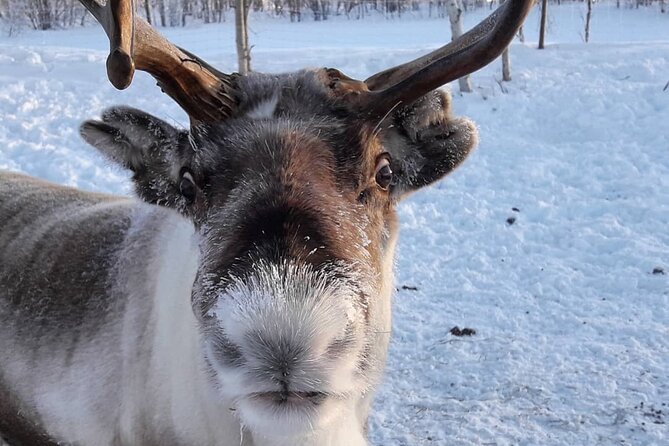 Snowmobile Safari to Lake Inari, meet & feed Reindeers, Lunch - What the $210.25 price really covers