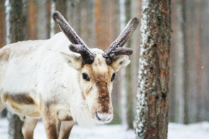 Snowshoe Trip in the Forest - Weather, cancellation, and the booking risk