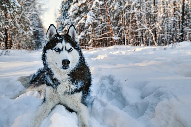 Snowy Trails 10km Husky Safari from Rovaniemi - Group size, waiting, and the commercial side