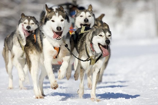 Snowy Trails 10km Husky Safari from Rovaniemi - Meeting the dogs at the local farm