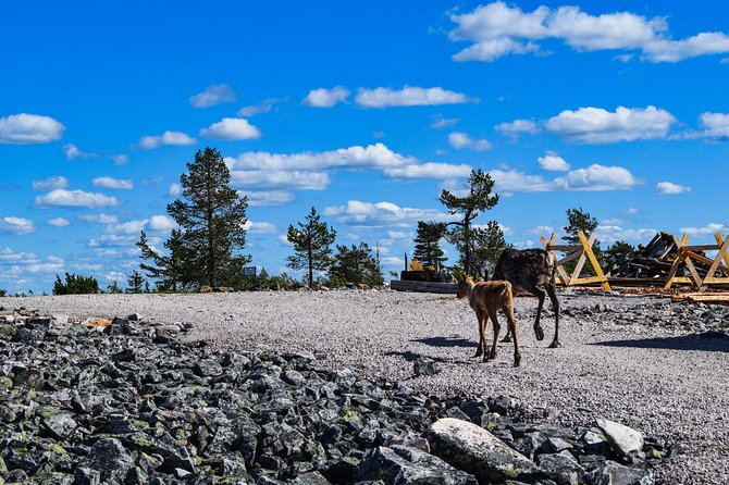 Trip to Pyhä-Luosto National Park and Amethyst Mine - Who Will Get the Most From This Day