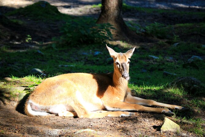 Trip to Ranua Wildlife Park - Arctic animals you might see