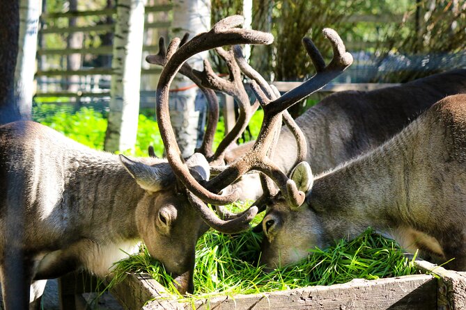 Trip to Ranua Wildlife Park - Who will enjoy this outing most