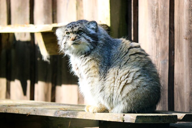 Trip to Ranua Wildlife Park - Weather, timing, and cancellation flexibility