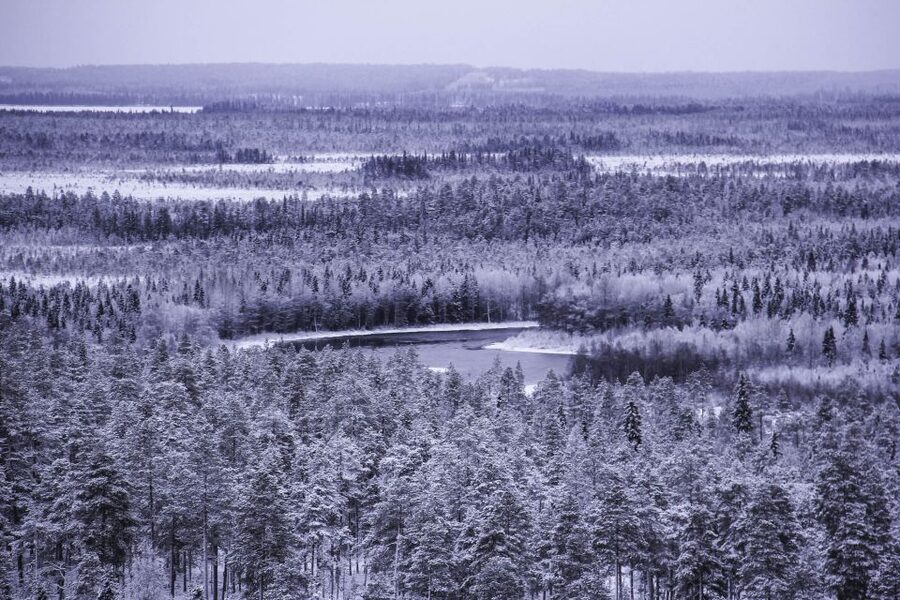 Vikakongas Hike: Nature and Silence - Two kilometers through the forest