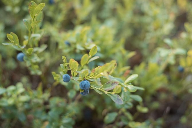 Wild Berries and Mushroom picking tour - The open fire is part of the appeal