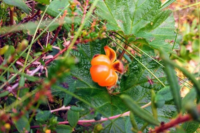 Wild Berries and Mushroom picking tour - What you receive for $104