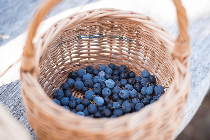 Wild Berries and Mushroom picking tour - Who will enjoy this most