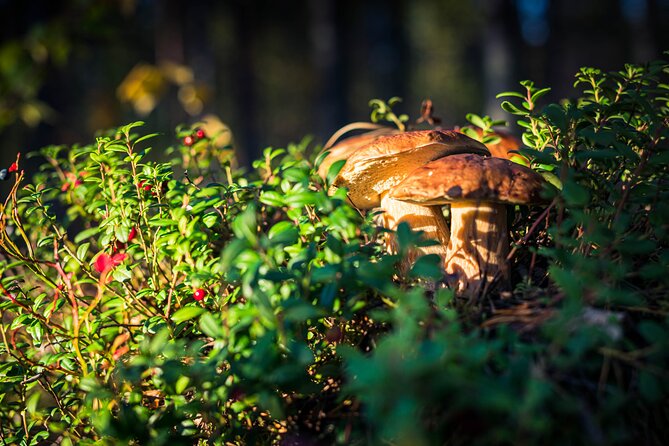 Wild Berries and Mushroom picking tour - Learning what is safe to eat