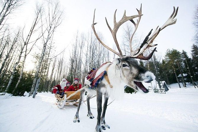 Wild Reindeers Safari + Lunch in Glass Igloo (private service) - A quiet start in the Rovaniemi forest