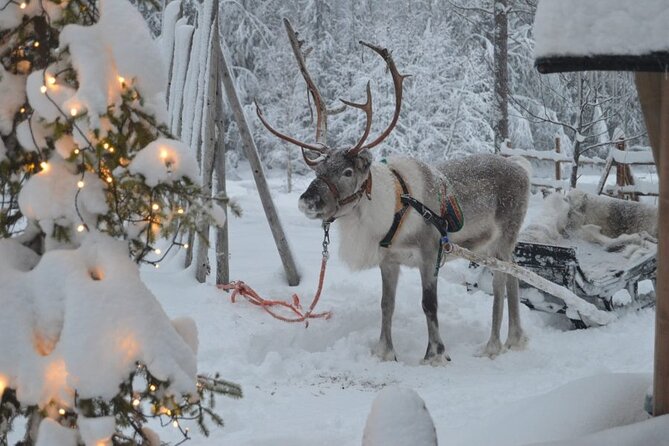 Wild Reindeers Safari + Lunch in Glass Igloo (private service) - Private transport and supplied winter clothing