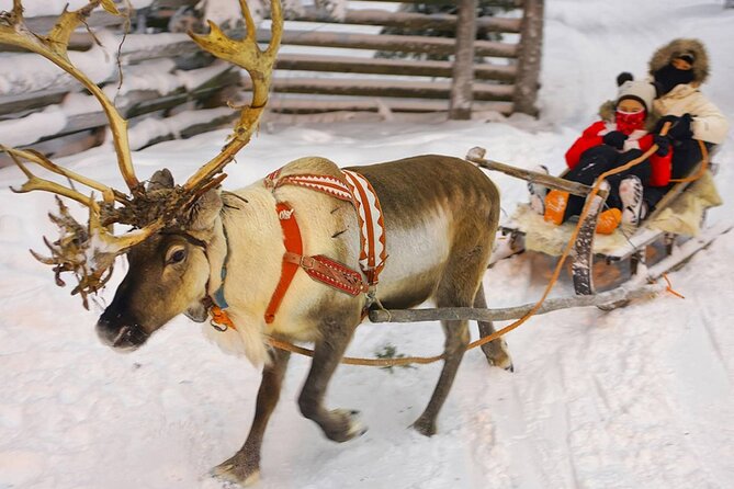 Wild Reindeers Safari + Lunch in Glass Igloo (private service) - Why the private format matters