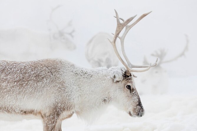 Wild Reindeers Safari + Lunch in Glass Igloo (private service) - What the reindeer safari feels like