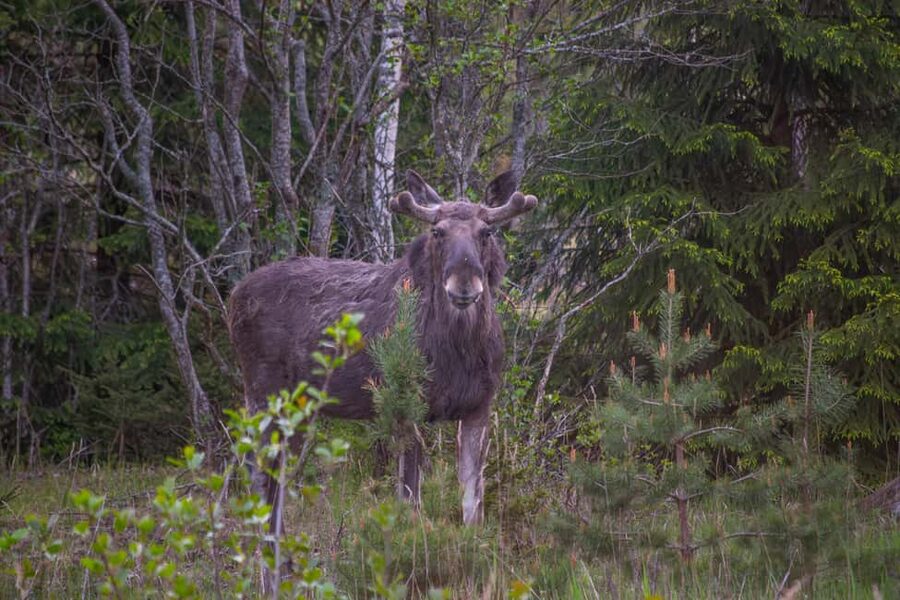 Wildlife safari with campfire dinner from Helsinki - Leaving Helsinki for the Porkkala Peninsula