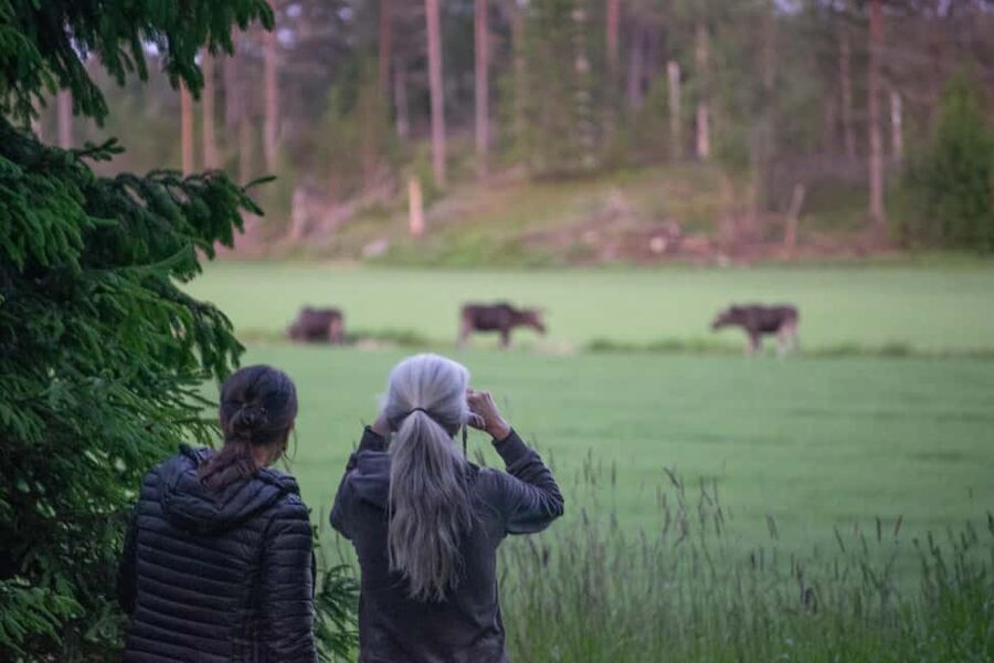 Wildlife safari with campfire dinner from Helsinki - Three hours of searching at Porkkalanniemi