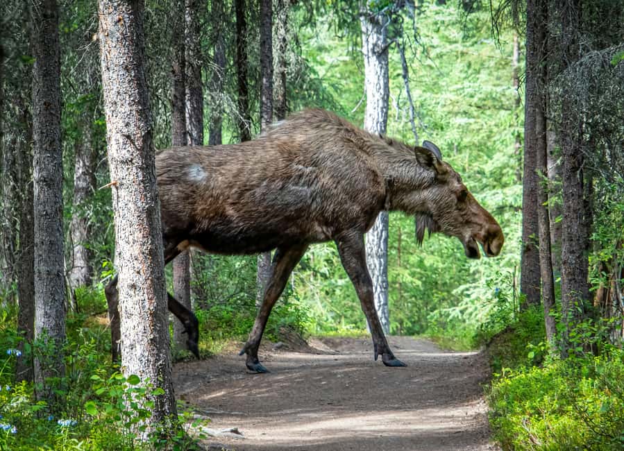 Wildlife safari with campfire dinner from Helsinki - Why the timing matters