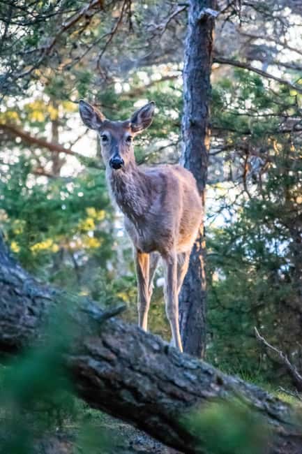 Wildlife safari with campfire dinner from Helsinki - What makes the small group worthwhile