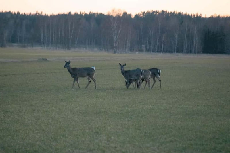 Wildlife safari with campfire dinner from Helsinki - Food, transport, and overall value