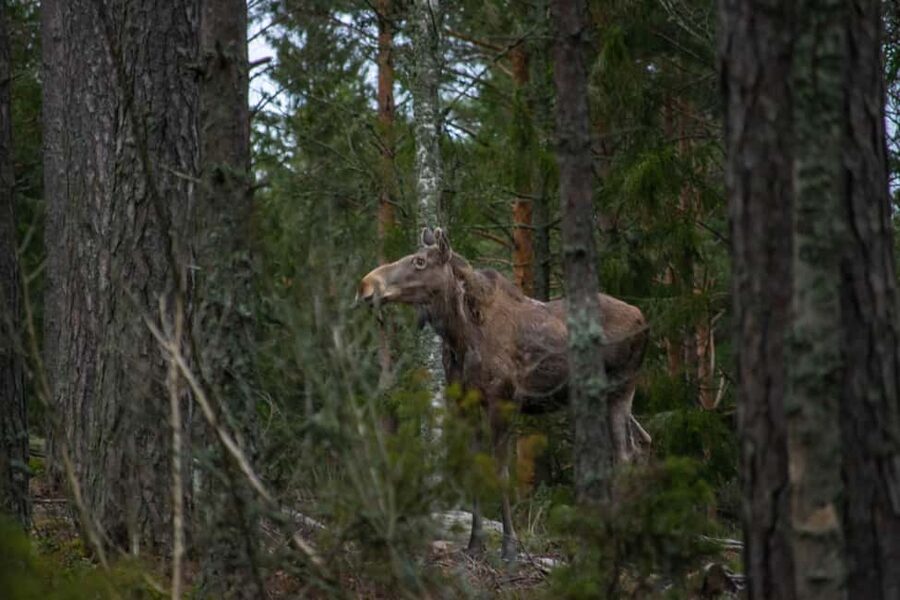 Wildlife safari with campfire dinner from Helsinki - Who should book this outing