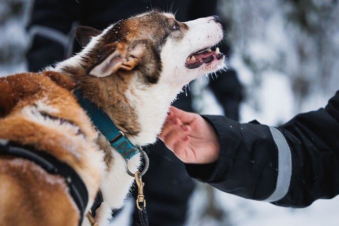 Winter highlights: Snowmobile, Arctic Animals And Santa<code>s Village – Key points to know before booking’ /></p>
<ul>
<li><strong>One hour of shared snowmobiling:</strong> Two adults normally share one snowmobile, with single driving available for an extra charge.</li>
<li><strong>Three Arctic animal encounters:</strong> You get a 500-meter reindeer sleigh ride, a reindeer driver’s license, and a 500-meter husky sleigh ride.</li>
<li><strong>Lunch is included:</strong> Choose traditional salmon soup or vegetarian soup at the farm after the reindeer ride.</li>
<li><strong>Santa Claus Village gets two hours:</strong> Use the time for Santa, the Arctic Circle line, the post office, shopping, and children’s mini-snowmobiling.</li>
<li><strong>A physical driving license is required:</strong> A photo of your license or a provisional license is not accepted.</li>
<li><strong>Snowmobile insurance matters:</strong> The driver’s liability can reach €950 per snowmobile, or €150 if you buy the €15 extra cover before departure.</li>
</ul>
<h2>One day, three Arctic highlights</h2>
<p><img width="667" height="446" decoding="async" src=